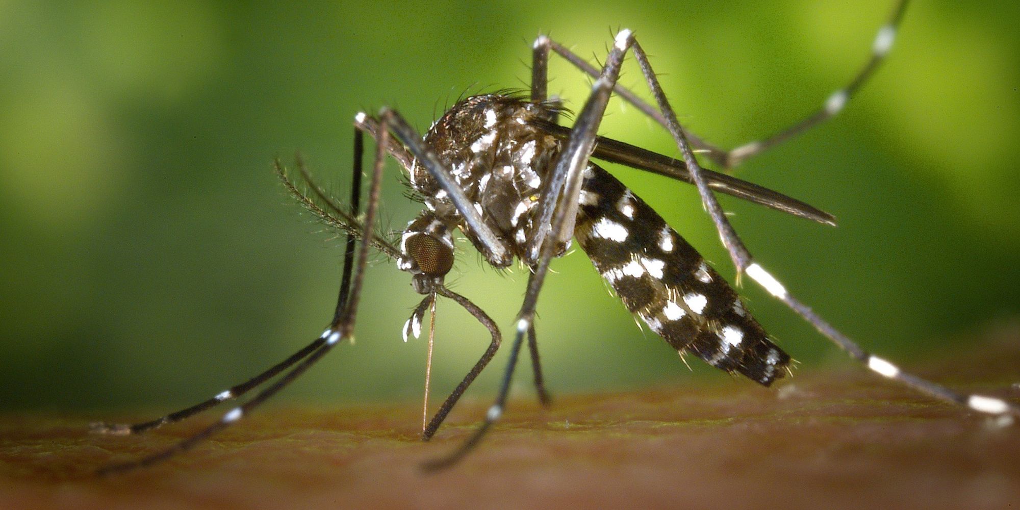 Fight–the–Bite with Henrico’s Mosquito Division